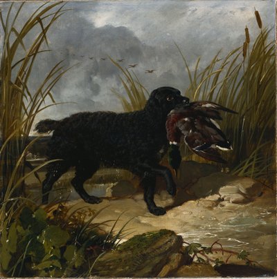 Irský vodní španěl při získávání divokých draků, 1849 od John Frederick Herring Senior