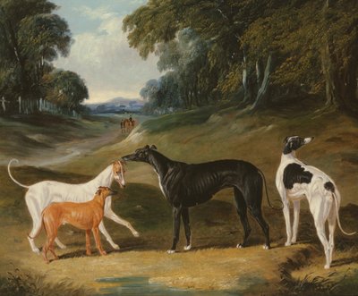 Greyhoundi, 