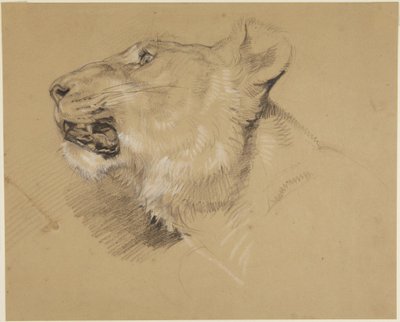 Hlava lvice od John Frederick Lewis