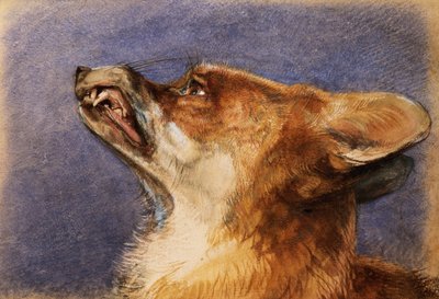 Hlava lišky od John Frederick Lewis