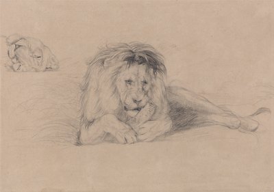 Studie lva a studie hlavy lvice od John Frederick Lewis