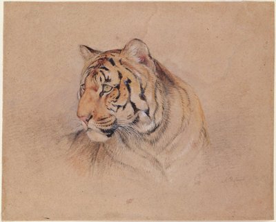 Tygr od John Frederick Lewis