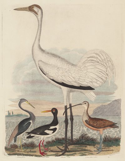 Louisiana Heron, Pied Oyster-catcher, Hooping Crane a Long-billed Curlew, publikoval 1808-1814. od John G. Warnicke