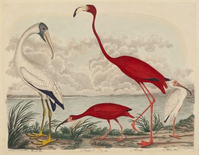 Wood Ibis, Scarlet Ibis, Flamingo a White Ibis, publikoval 1808-1814. od John G. Warnicke