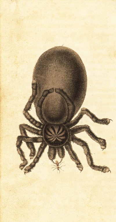 Sklípkan růžovitý, Avicularia avicularia. ,1800 (rytina) od John Gabriel Stedman