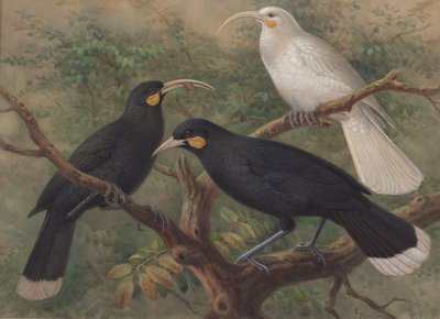 Tři Huia (Heteralocha acutirostris) od John Gerrard Keulemans