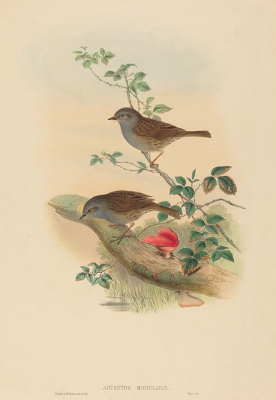 Accentor modularis Dunnock. Tvůrci: John Gould, Henry Constantine Richter. od John Gould and Henry Constantine Richter John Gould and Henry Constantine Richter