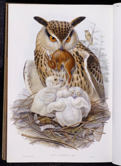 Velká sova a kuřata, z "The Birds of Europe", vydané 1832-37 od John Gould