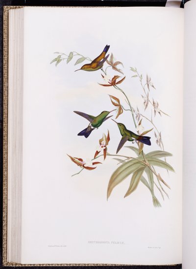 Monografie Trochilidae, neboli čeledi kolibříků, vydaná 1849-61 od John Gould