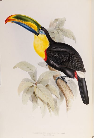 Monografie Ramphastidae neboli čeledi tukanů, první vydání, vydáno 1834 od John Gould