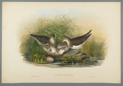 Actitis Hypoleucos - sluka letní (barevné lito na tkaném papíře) od John Gould