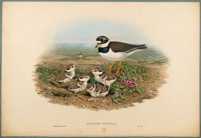 Aegialitis Hiaticula - Kulík kroužkovaný (barevné lito na tkaném papíře) od John Gould