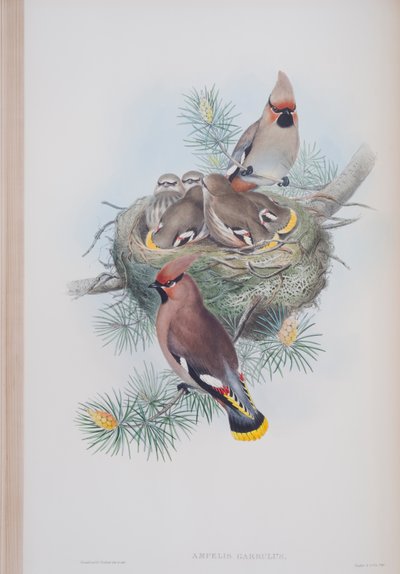 Ampelis Garrulus, deska z The Birds of Great Britain od Johna Goulda, vydaná 1862-73 (ručně kolorovaná lito) od John Gould