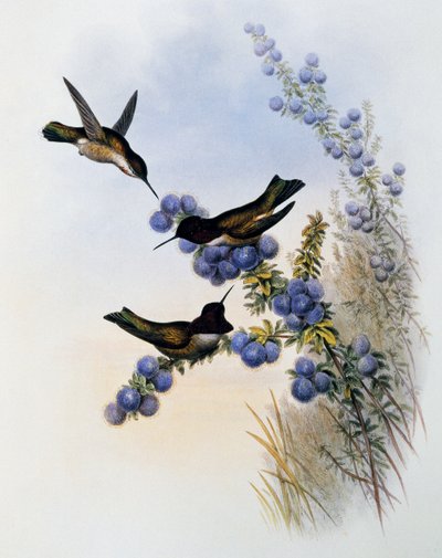 Kolibřík Anny (Calypte anna), rytina z Monografie Trochilidae nebo kolibříků (1849-1861), John Gould (1804-1881), Spojené království od John Gould