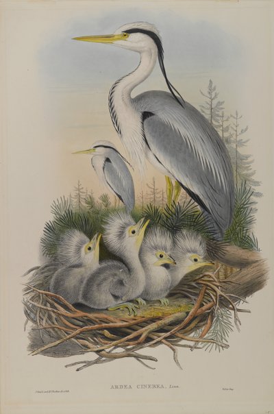Ardea Cinerea - volavka popelavá od John Gould