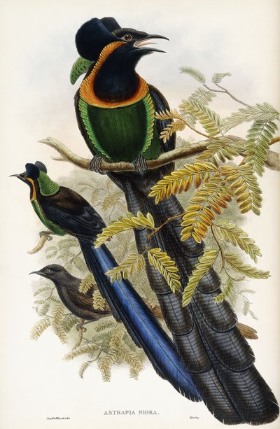 Astrapian artefakt od John Gould