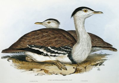 Bustrard australský (Otis australasianus) od John Gould
