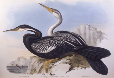 Australský darter (Anhinga novaehollandiae), rytina John Gould od John Gould