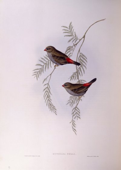 Krásný ohnivý (Stagonopleura bella), rytina John Gould od John Gould