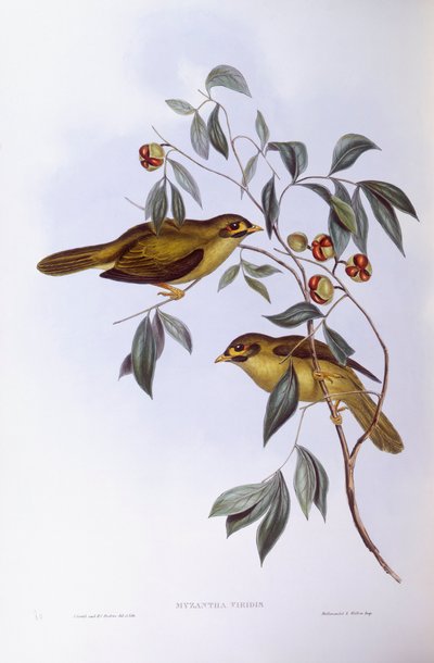 Bell horník (Manorina melanophrys), rytina John Gould od John Gould