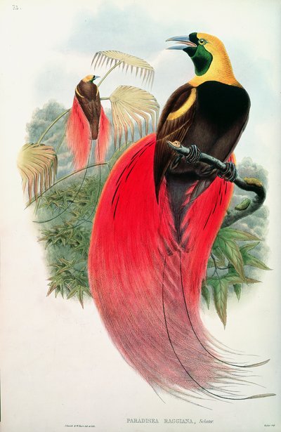 Bird of Paradise, vyryl T. Walter od John Gould
