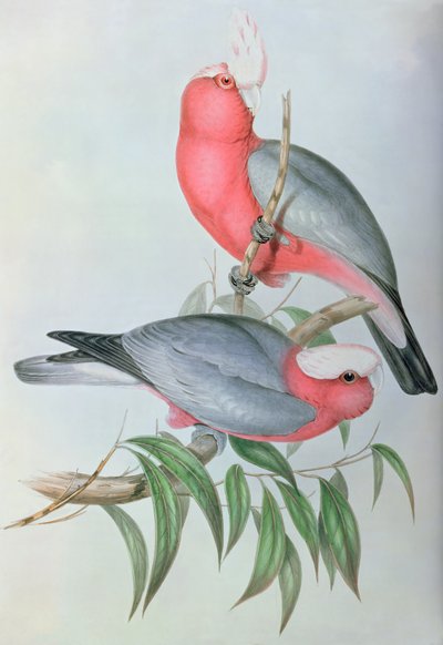 Ptáci z Asie od John Gould