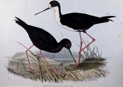 Chřástal černý (Himantopus novaezelandiae), rytina z Ptáci Austrálie od John Gould