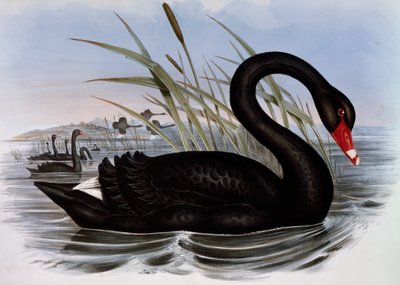 Černá labuť (Cygnus atratus), rytina z Birds of Australia od John Gould