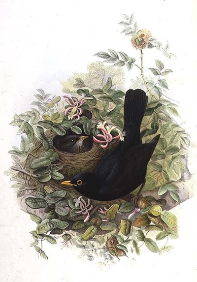 Kos od John Gould