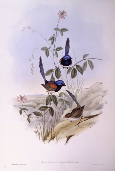 Víla modroprsá (Malurus pulcherrimus), rytina John Gould od John Gould