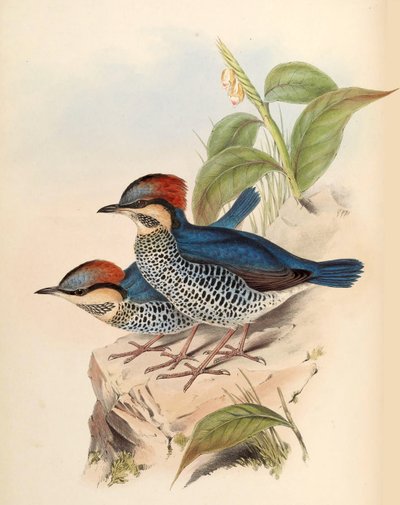 Modrá Pitta Pitta cyanea Blyth od John Gould