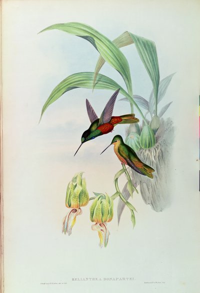 Kolibřík Bonapartův (kolorovaná litografie) od John Gould