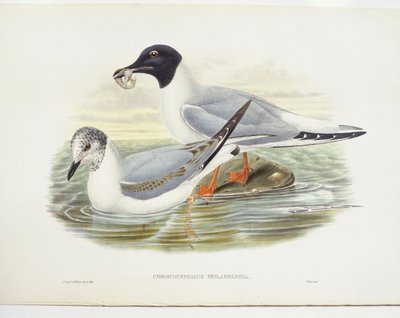 Racek Bonapartův (Larus philadelphia), ilustrace od John Gould