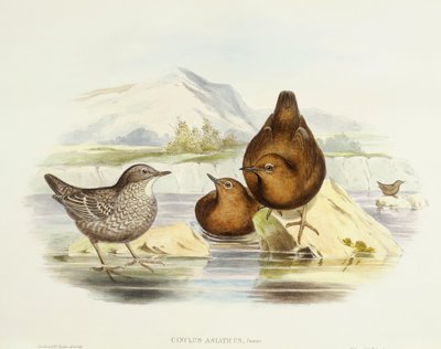 Hnědá naběračka (Cinclus pallasii), rytina John Gould od John Gould