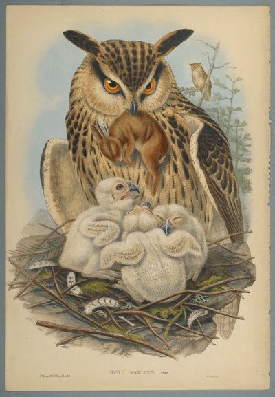 Bubo Maximus: Sova (barevné lito na tkaném papíře) od John Gould