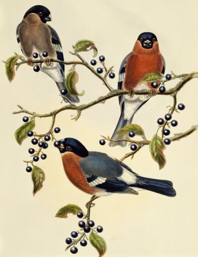 Hýl (Pyrrhula pyrrhula), rytina John Gould (1804-1881). Spojené království od John Gould