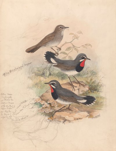 Calliope Tschebaiewi, Prjev. od John Gould