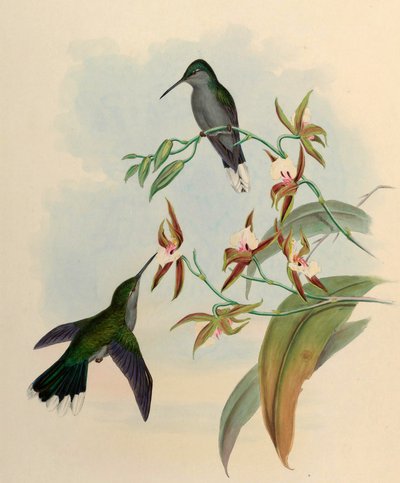Campylopterus latipennis = Campylopterus largipennis od John Gould