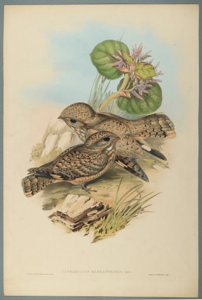 Caprimulgus Mahrattensis, Nightjar (barevné litho na tkaném papíře) od John Gould