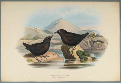 Cinclus Pallasi: Pallas Water Ouzel (barevné lito na tkaném papíře) od John Gould