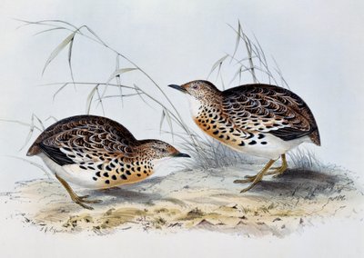 Knoflík obecný (Turnix sylvatica), rytina z Birds of Europe, od Johna Goulda (1804-1881) od John Gould