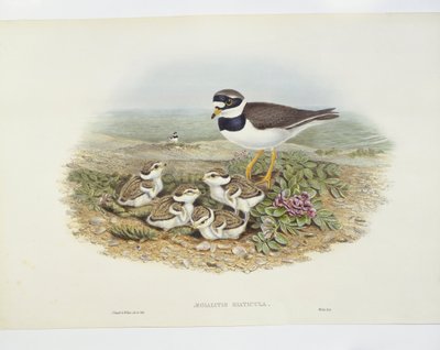 Kulík kroužkovaný (Charadrius hiaticula), ilustrace od John Gould