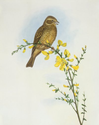 Strnad kukuřičný (Miliaria o Emberiza calandra), rytina John Gould od John Gould