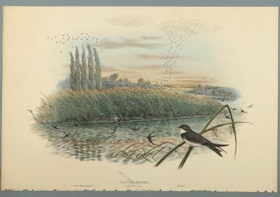 Cotyle Riparia (barevné litho na tkaném papíře) od John Gould