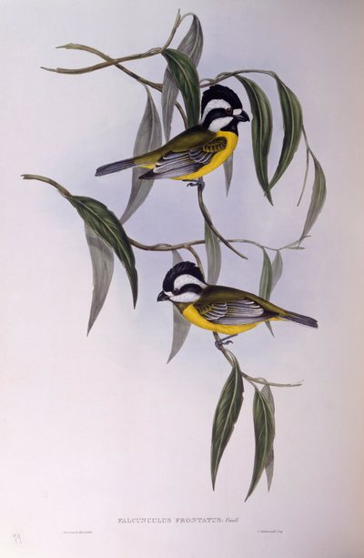 Ťuhýk chocholatý (Falcunculus frontatus), rytina John Gould od John Gould