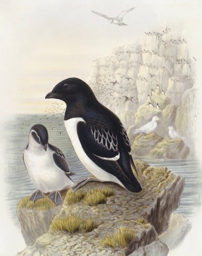 Dovekie (Alle alle), rytina John Gould od John Gould