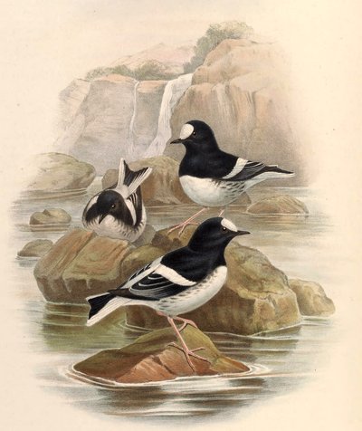 Enicurus scouleri od John Gould