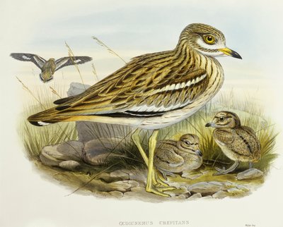 Euroasijský tlustoken (Burhinus oedicnemus), rytina John Gould od John Gould