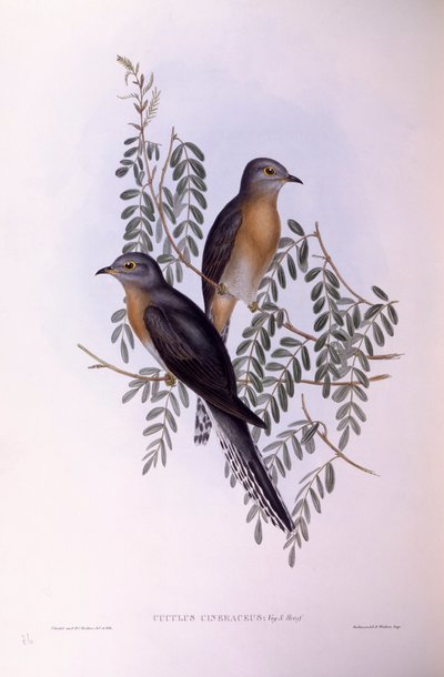 Kukačka vějířovitá (Cacomantis flabelliformis), rytina Johna Goulda od John Gould
