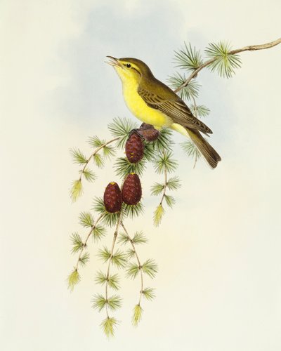 Mucholapka (Ficedula hypolaris), rytina John Gould od John Gould